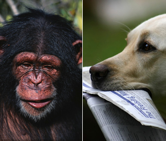 Chimp and Dog Chimp and Dog